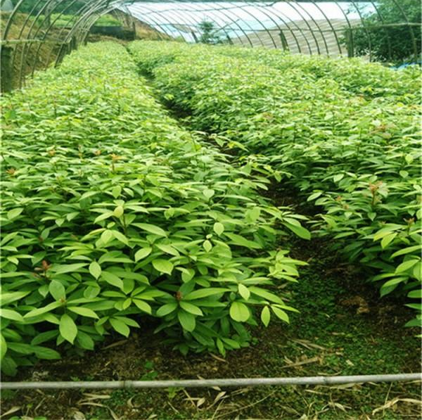 【廠商】四川1-5公分金絲楠木小苗批發(fā)  四川1-5公分金絲楠木小苗供應(yīng)商【成都金絲楠木基地】