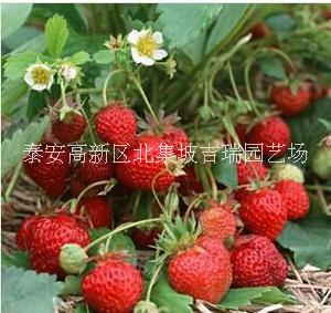 大葉紅顏草莓苗價格-供應(yīng)優(yōu)質(zhì)草莓苗