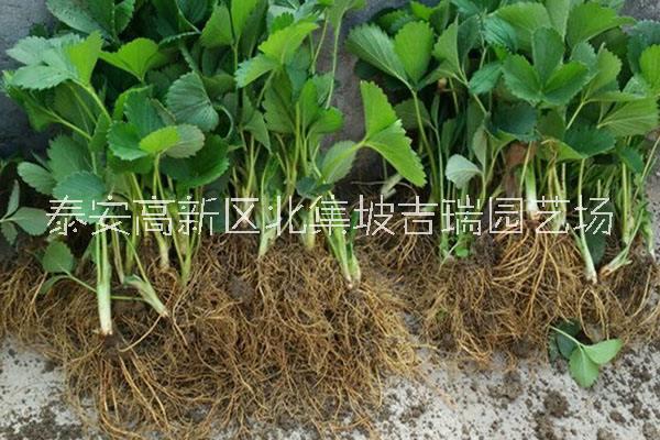 大葉紅顏草莓苗價格-供應(yīng)優(yōu)質(zhì)草莓苗