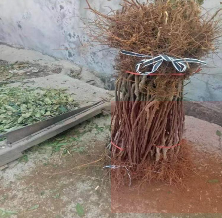 山東泰安煙富3矮化蘋果苗基地價(jià)格批發(fā)多少錢  煙富3矮化蘋果苗批發(fā)