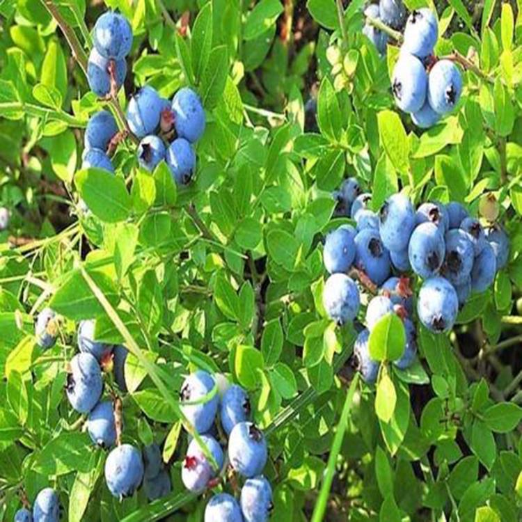 山東泰安高度50cm喜來藍莓苗基地價格批發(fā)多少錢，南北方高叢矮叢藍莓苗 苗木批發(fā)藍莓苗 誠萱園藝