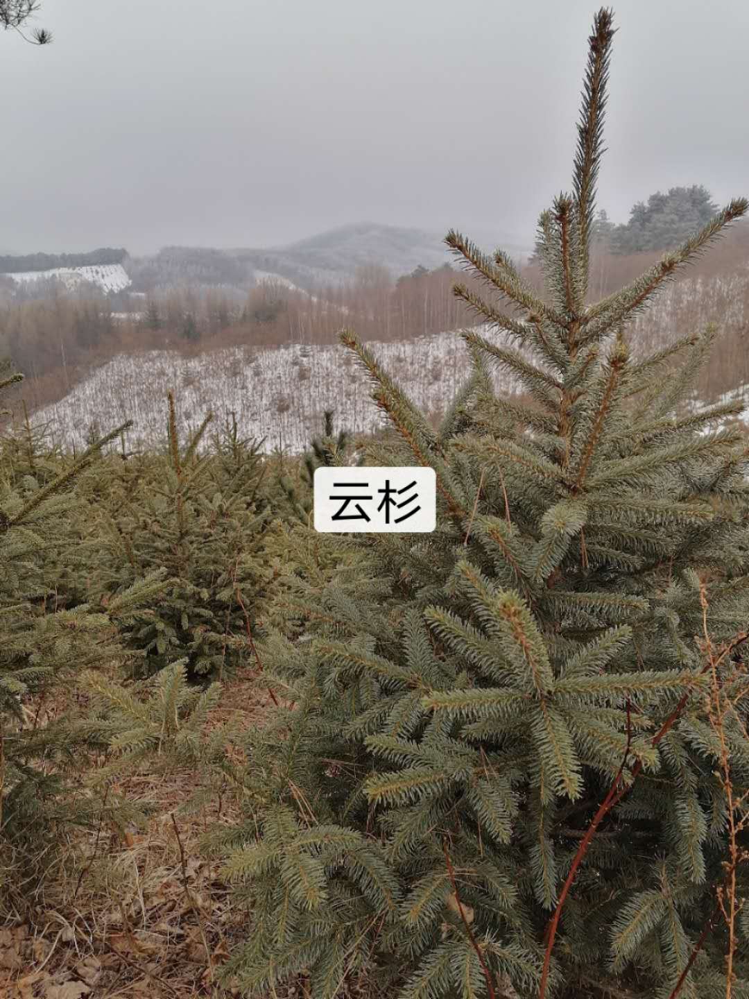 云杉供應(yīng)商