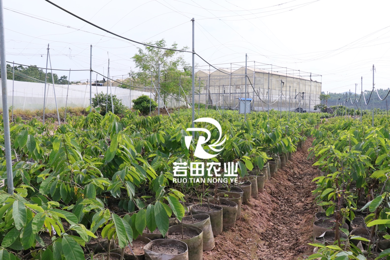 鳳梨釋迦苗批發(fā)價@鳳梨釋迦苗供應(yīng)@鳳梨釋迦苗多少錢@鳳梨釋迦苗哪里有@鳳梨釋迦苗報價