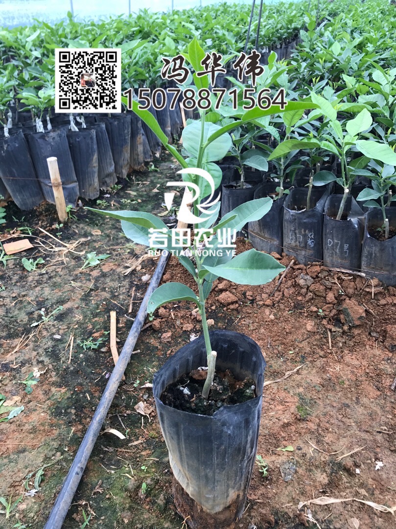 泰國(guó)紅寶石青柚-泰國(guó)紅寶石柚苗_批發(fā)價(jià)格