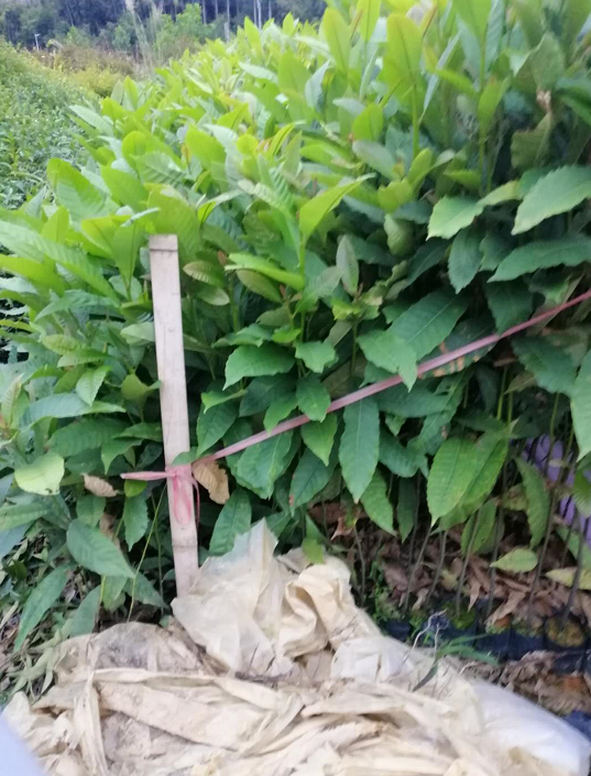 廣州市黎蒴