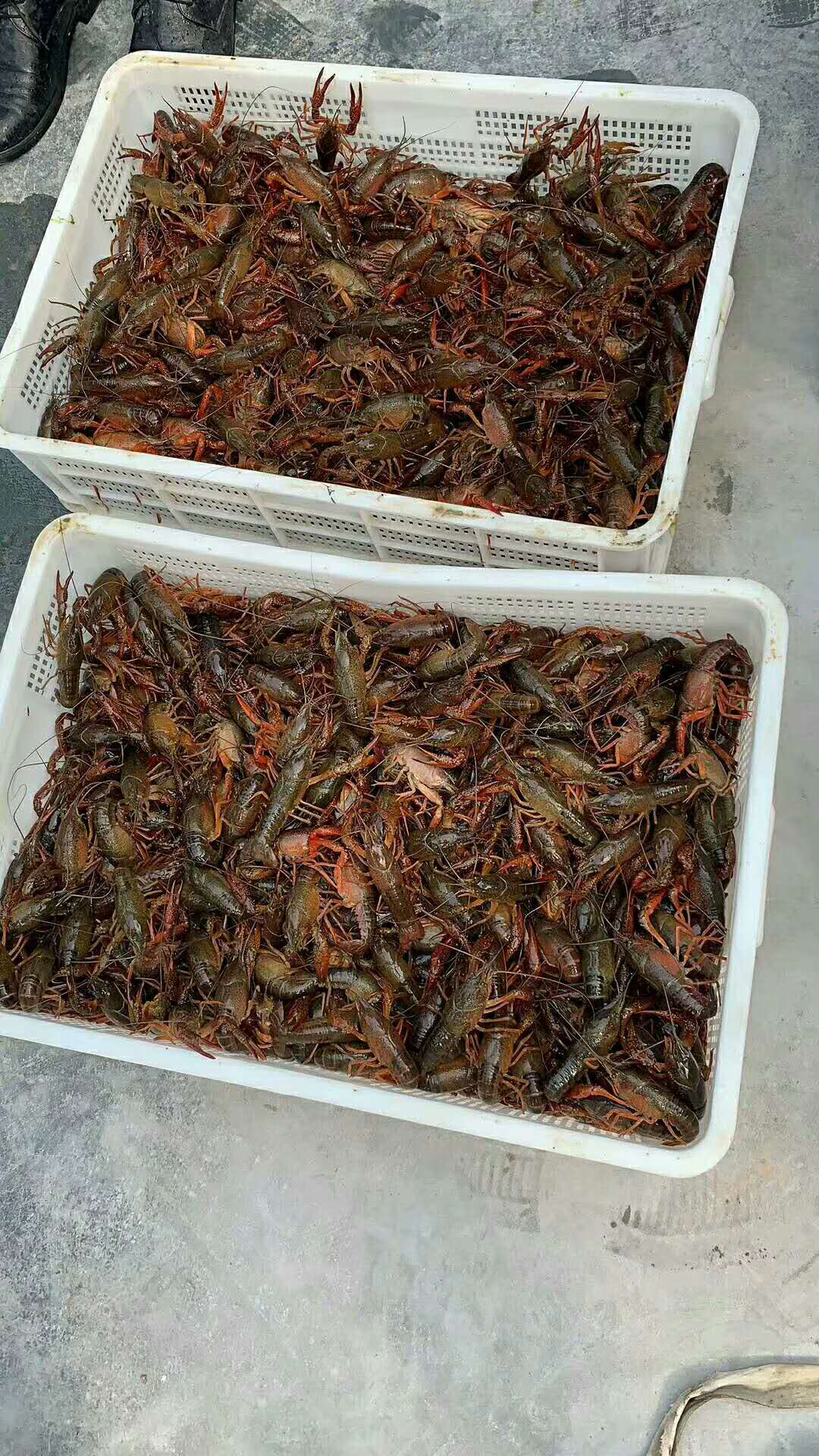 浙江小龍蝦蝦苗苗|奉化哪里有小龍蝦蝦苗