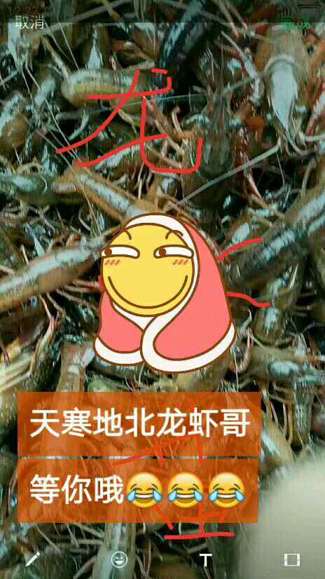 浙江小龍蝦蝦苗苗|奉化哪里有小龍蝦蝦苗