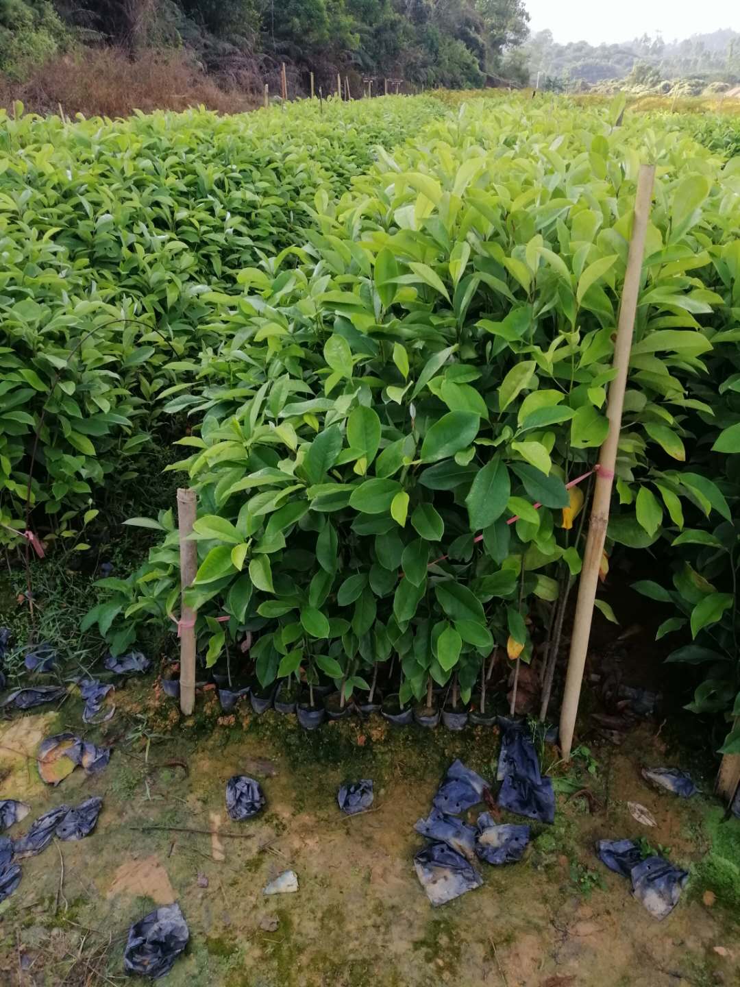 廣州市火力楠