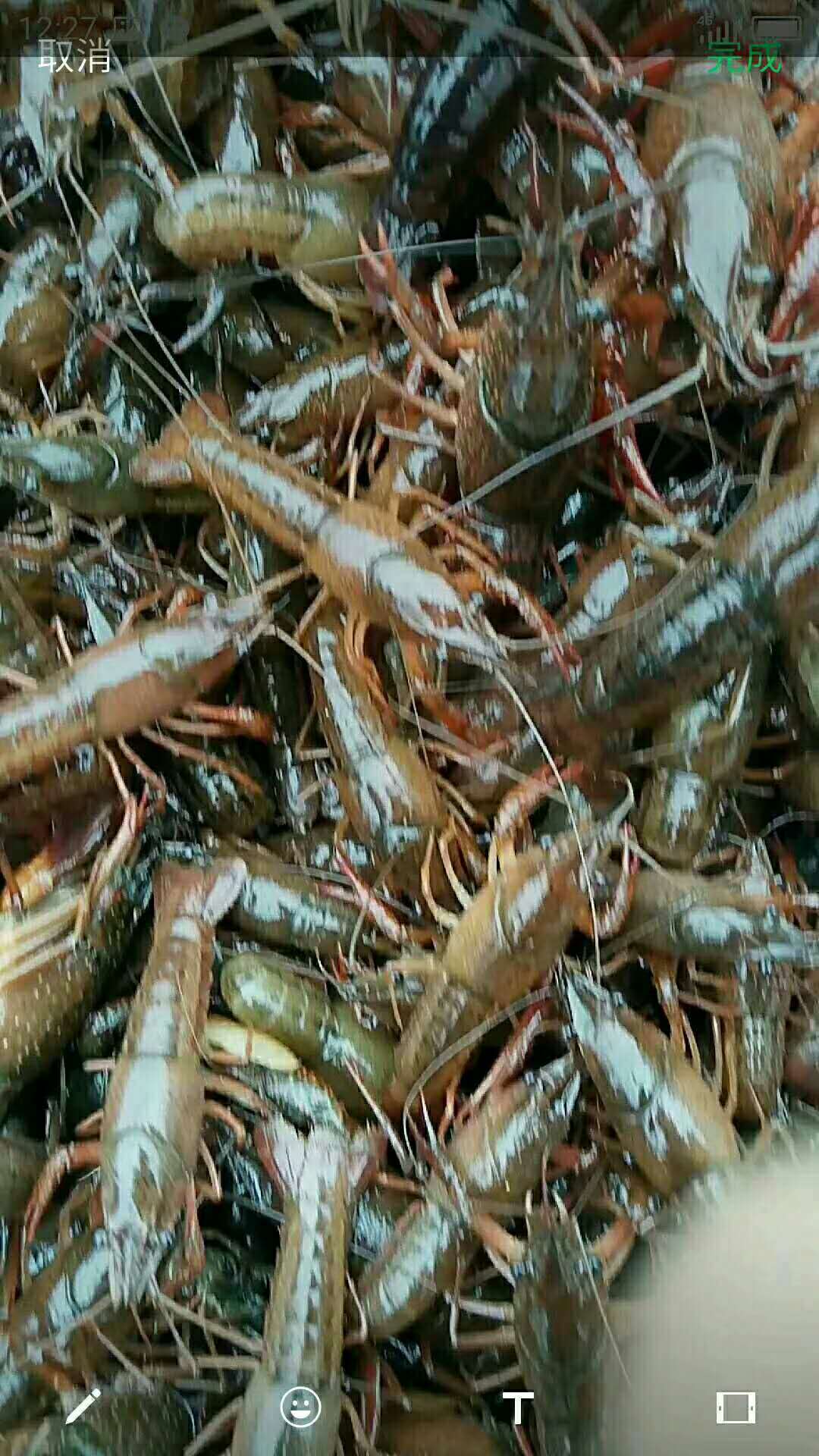 龍蝦養(yǎng)殖市場(chǎng)-江西龍蝦苗養(yǎng)殖