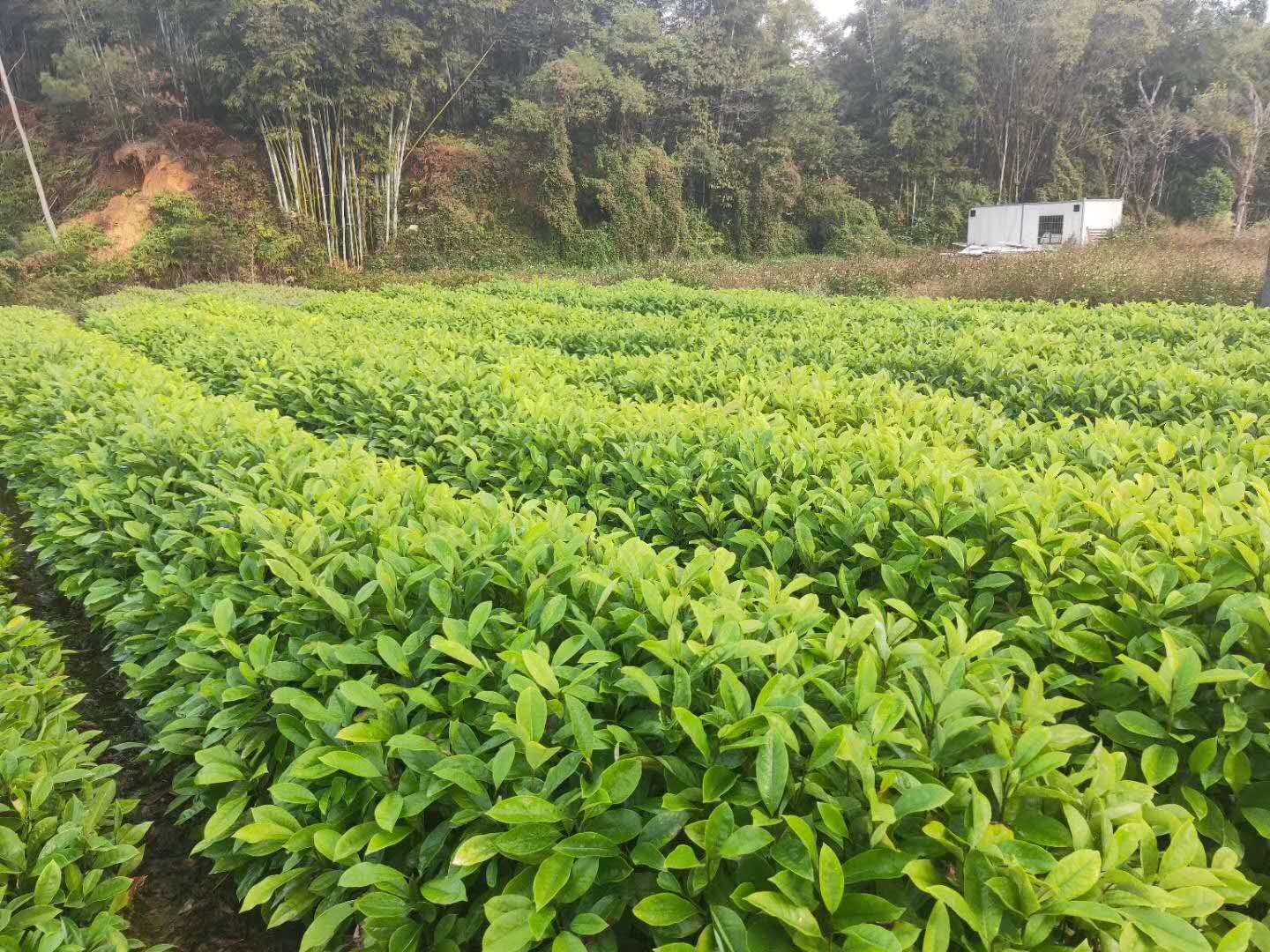 廣州市火力楠供應(yīng)商