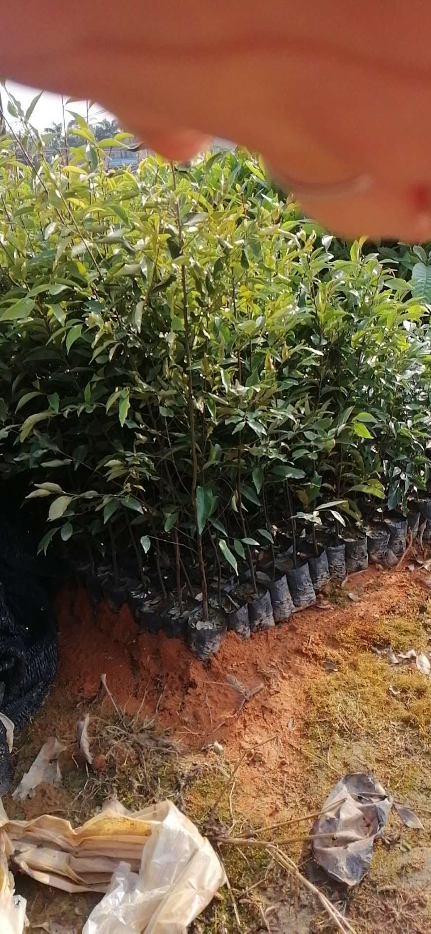 廣州市米椎批發(fā)商