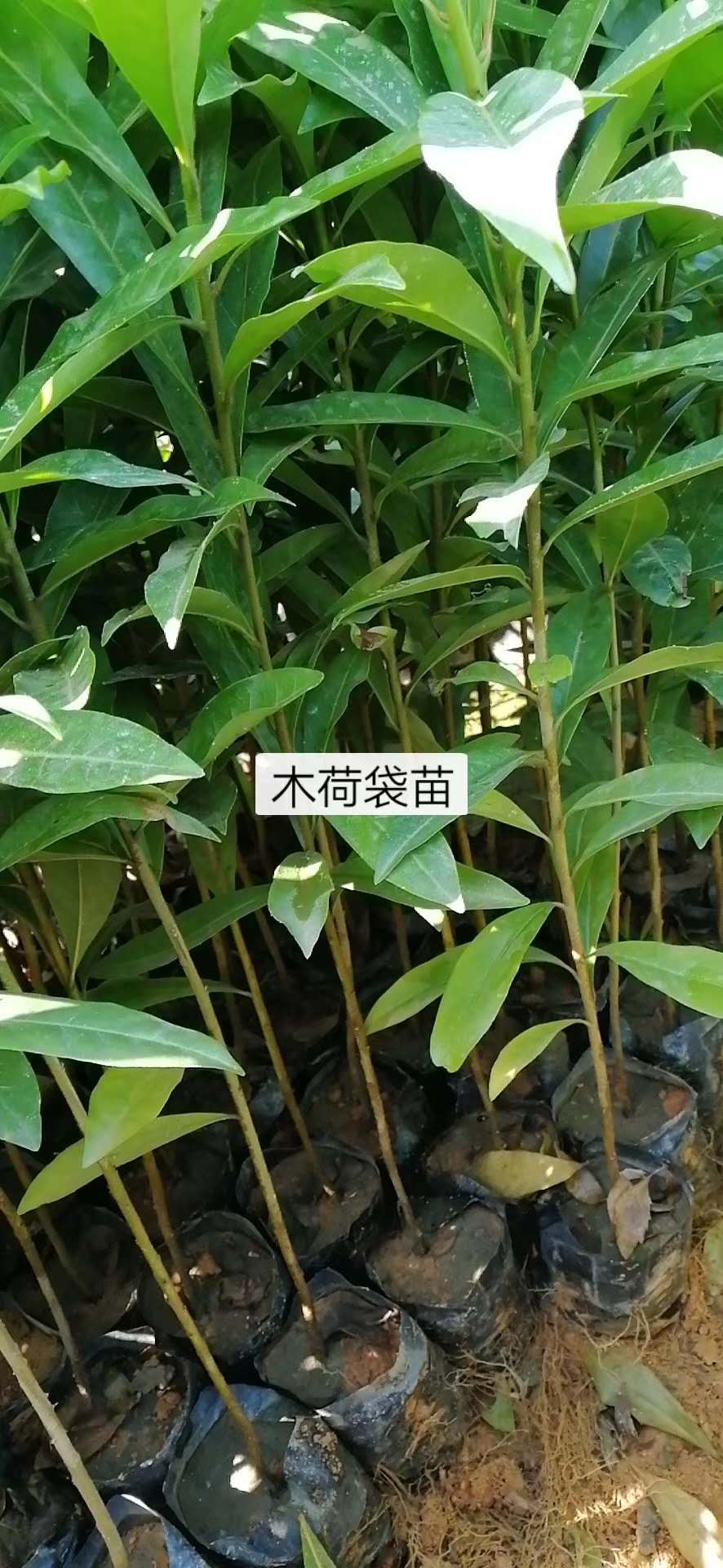 廣州市木荷供應商