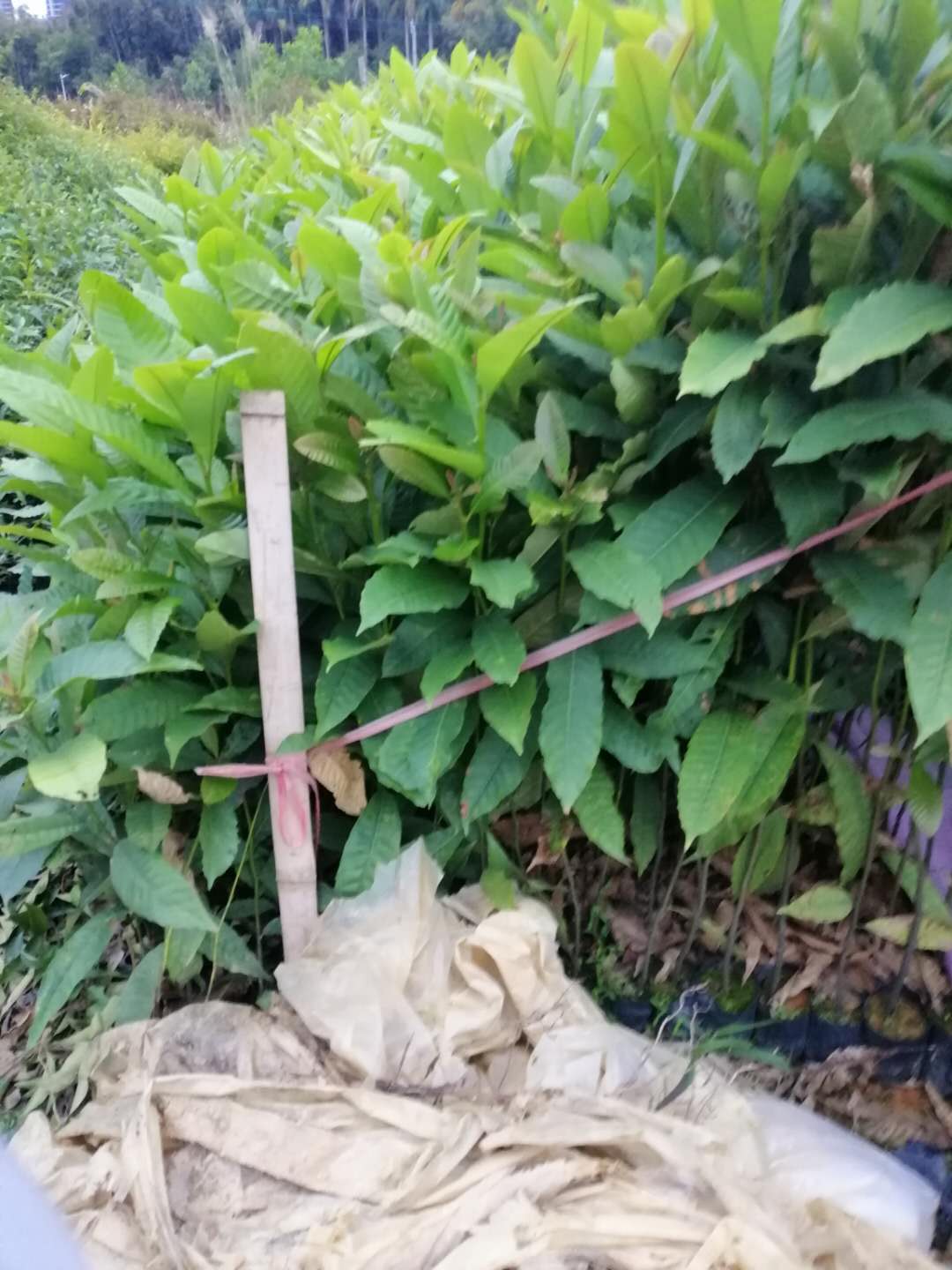 廣州市黎蒴