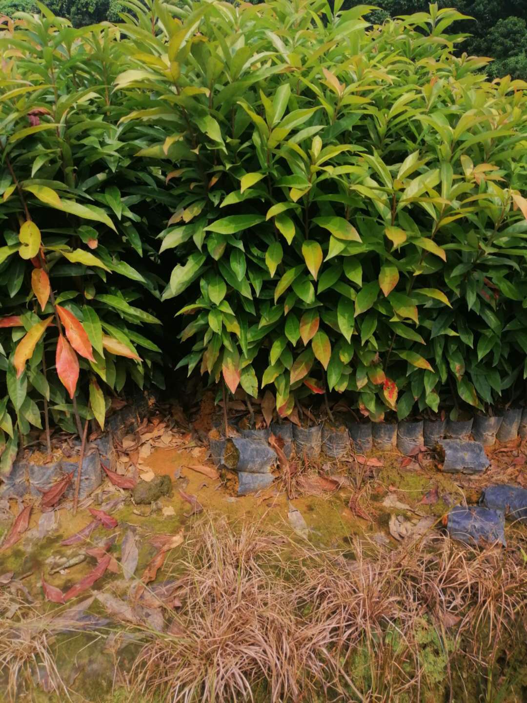 廣州市木荷供應商