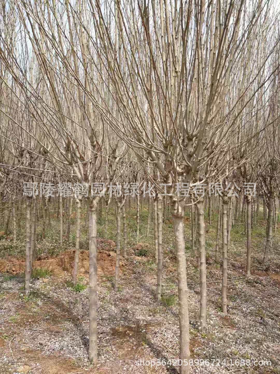 河南鄢陵紅花木槿 河南鄢陵紅花木槿 鄢陵紅花木槿批