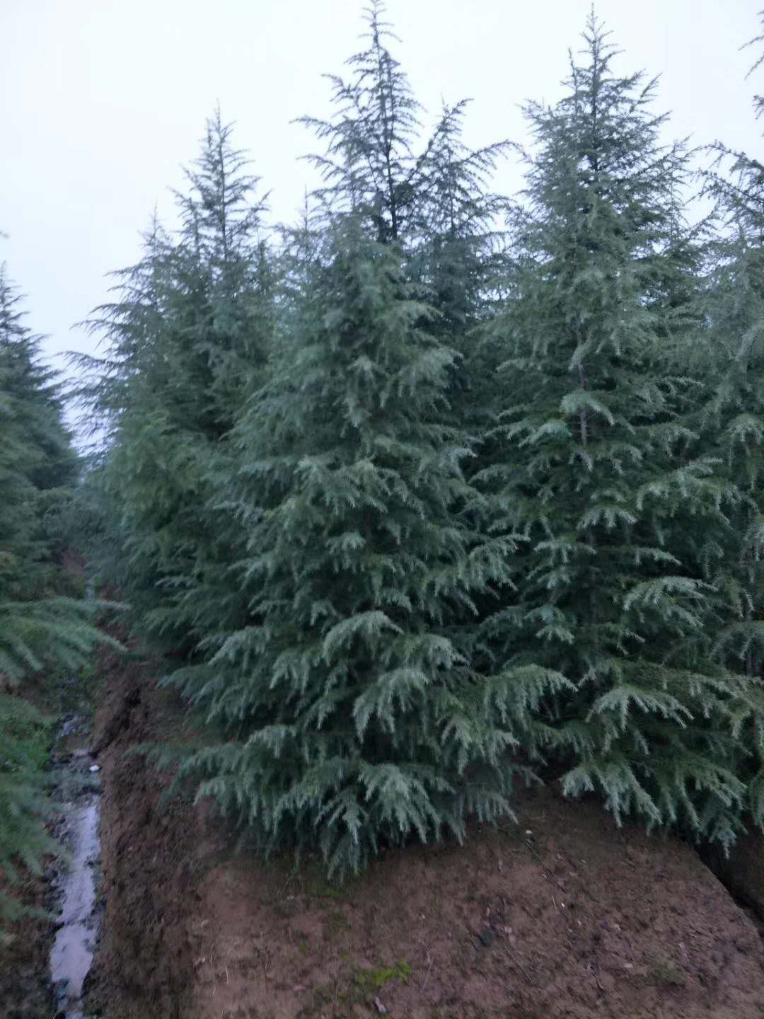 江蘇雪松種子種植基地/批發(fā)/報(bào)價(jià)