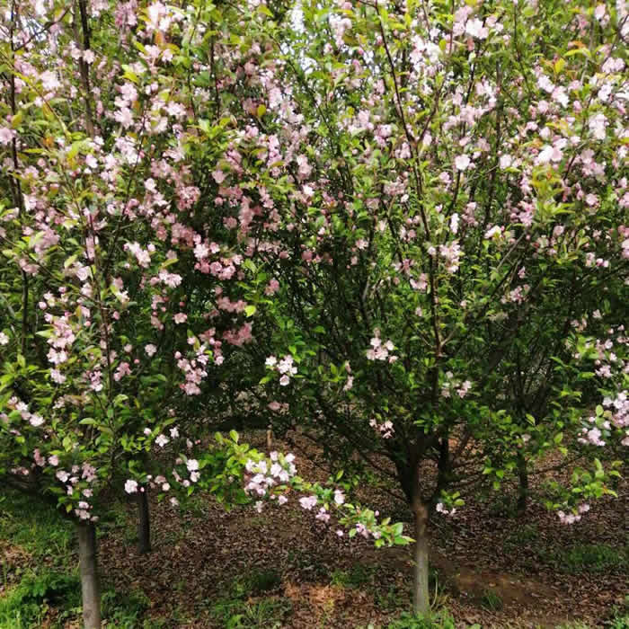 江蘇邳州直徑12公分海棠樹基地批發(fā)價格多少錢哪里有賣5~7~10公分， 14公分，13公分，鴻達誠信苗木 直徑12公分紅