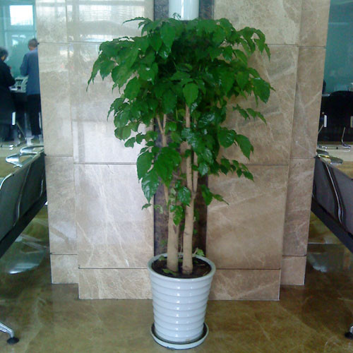 供應(yīng)東莞租花 幸福樹(shù) 東莞綠寶樹(shù)