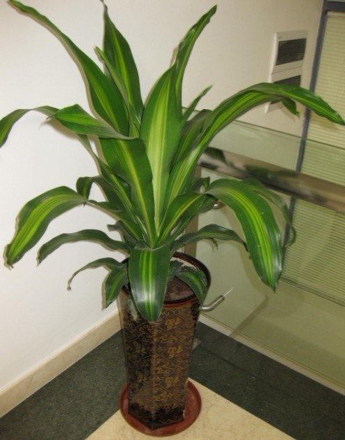 東莞綠植租賃 鐵樹 也門鐵