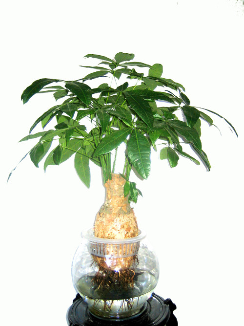 供應(yīng)東莞花卉租擺 東莞發(fā)財(cái)樹