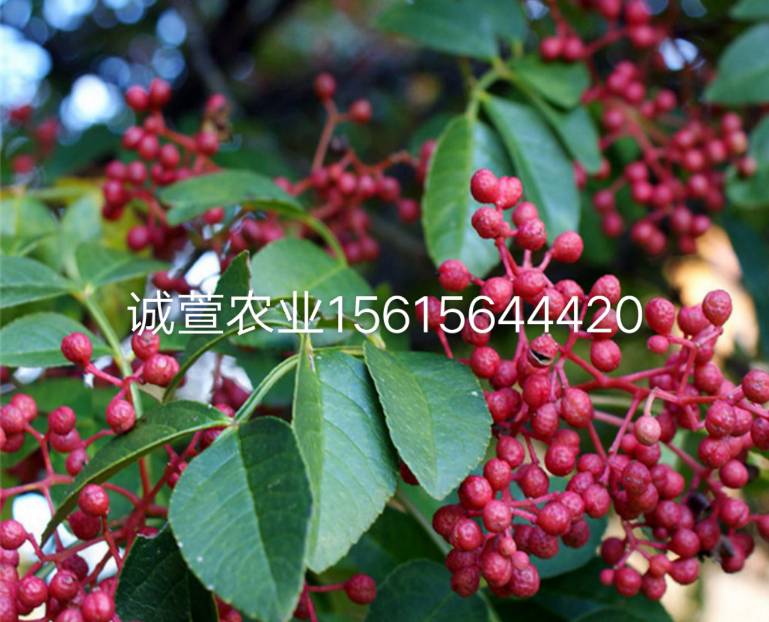 大紅袍花椒苗