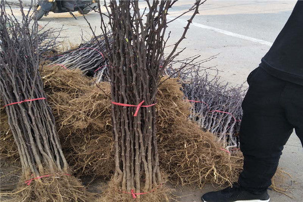 山西花椒苗批發(fā)產(chǎn)地，花椒苗品種，花椒苗種植技術(shù)