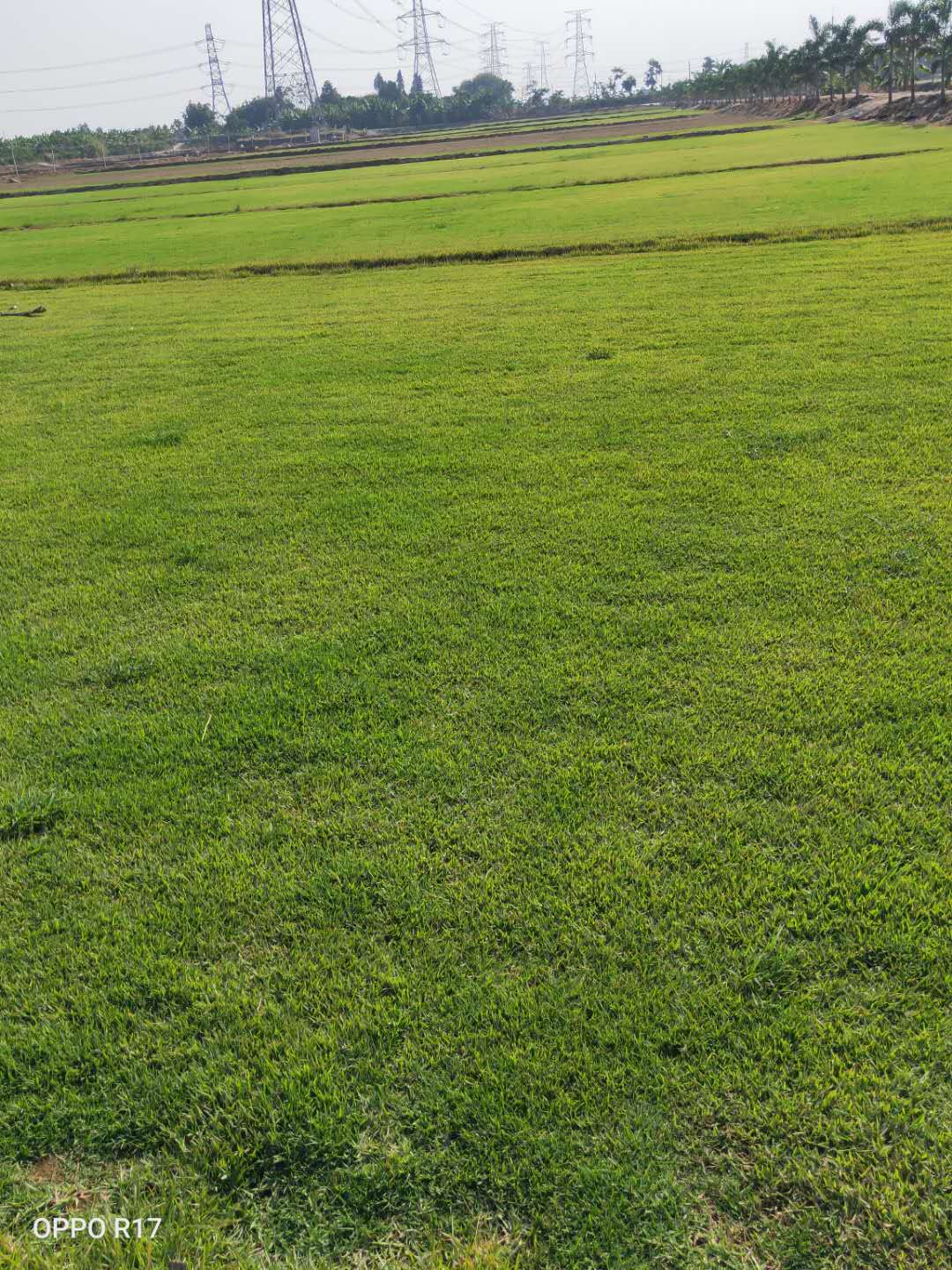 廣州狗牙根草坪批發(fā)基地 狗牙根草卷多少錢一平方