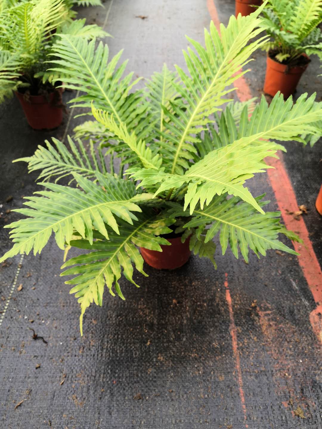 觀景植物富貴蕨小盆栽 精選富貴蕨綠植  蕨類觀葉植物富貴蕨
