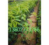 海南土沉香苗 廣州沉香地苗 量大從優(yōu) 成活率高