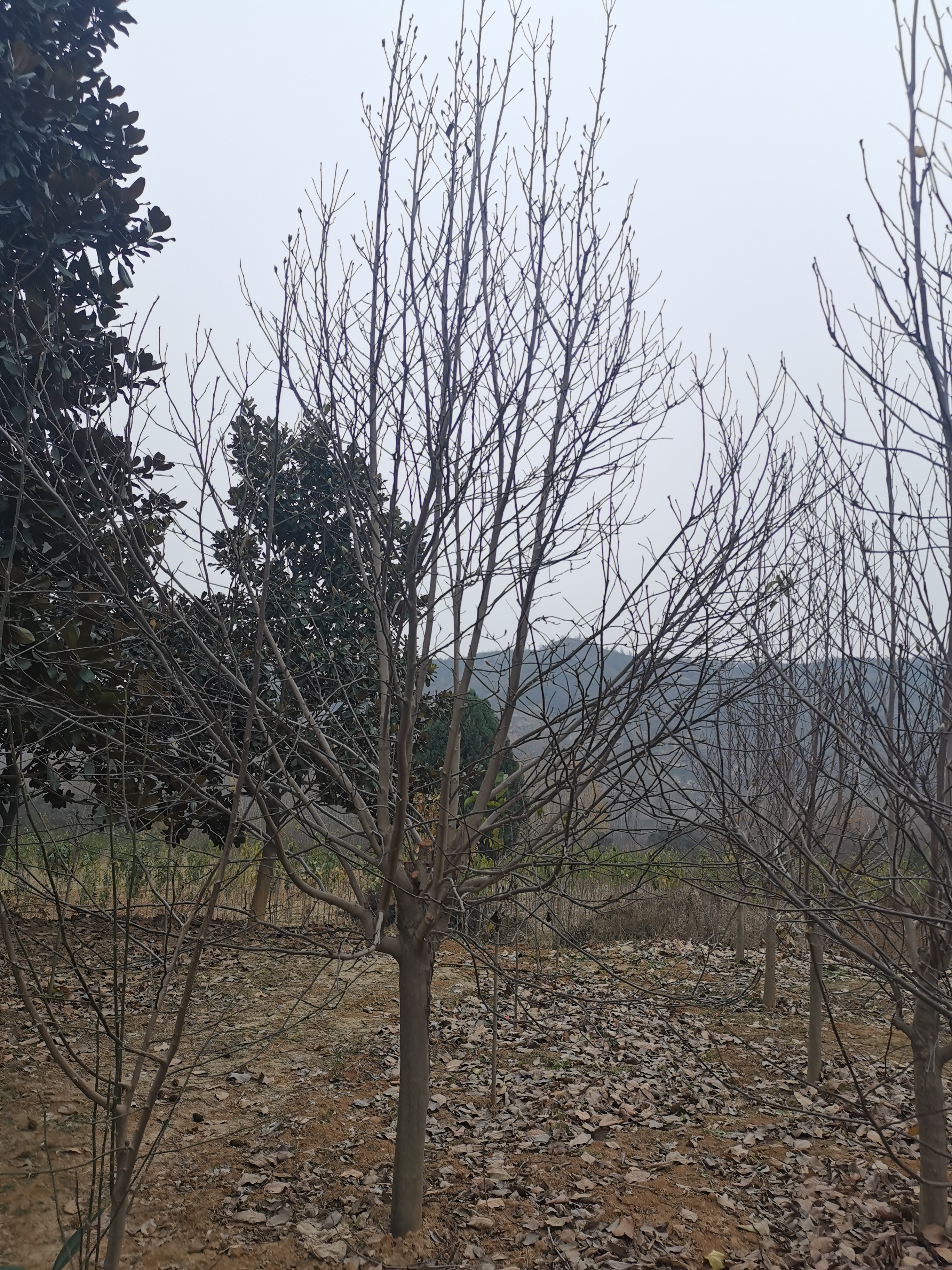 廣玉蘭樹苗種植基地哪家好、廣玉蘭樹苗批發(fā)多少錢一棵、供應廣玉蘭樹苗