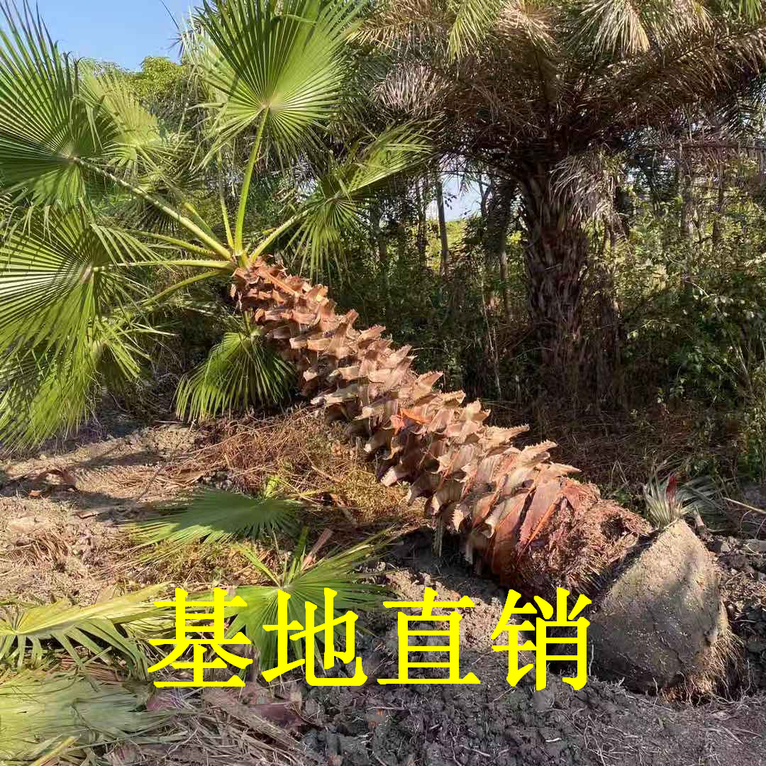 老人葵 老人葵批發(fā) 華棕 大量種植棕櫚樹(shù)
