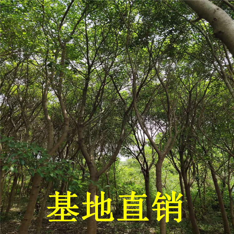 小葉紅皮榕樹苗批發(fā)價格