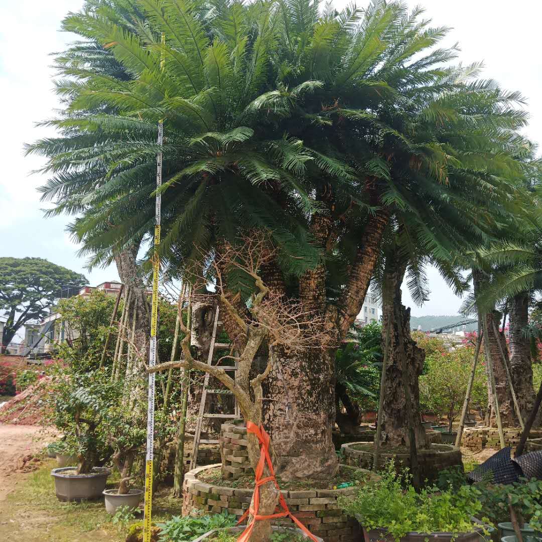 福建蓖齒蘇鐵 云南蘇鐵基地直銷 云南蘇鐵盆景價(jià)格