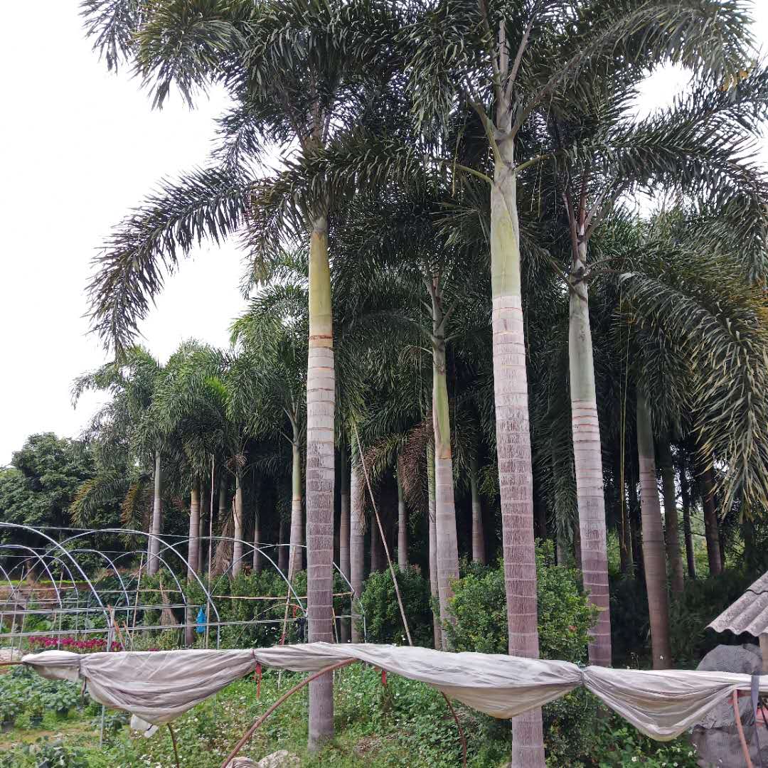 狐尾椰子地苗基地電話、福建狐尾椰子地苗種植戶
