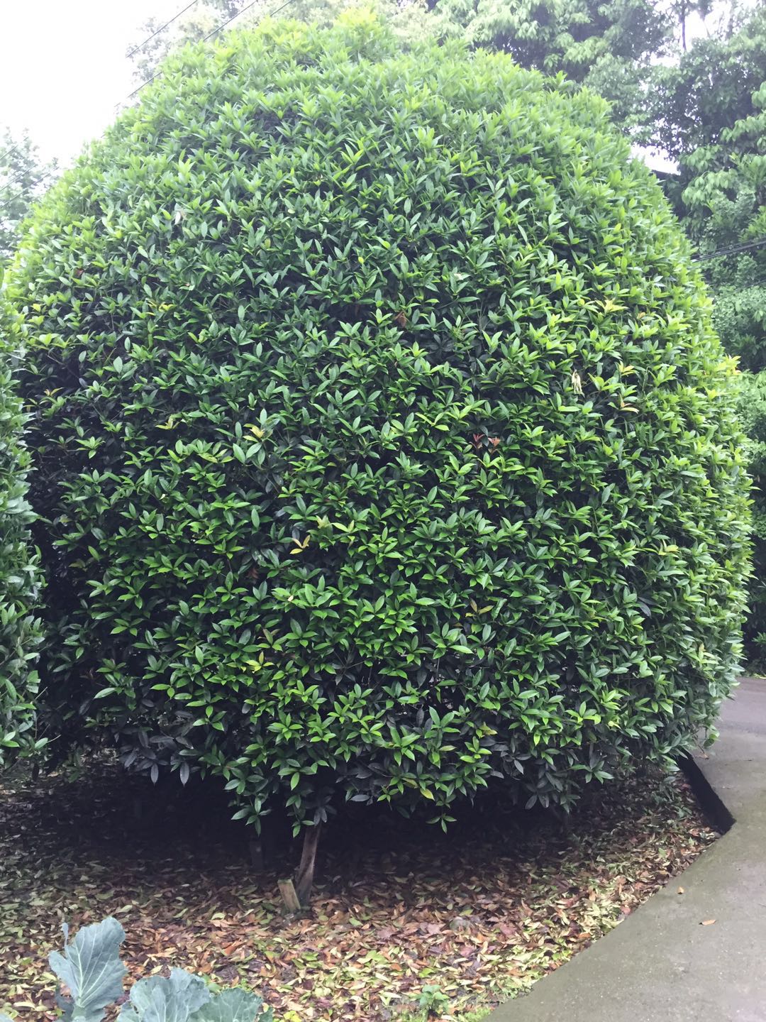 成都地籠桂花   地籠桂花優(yōu)質(zhì)供應(yīng)商  地籠桂花基地直銷(xiāo)