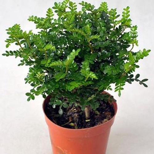 云南清香木價格 福建出售黃蓮木