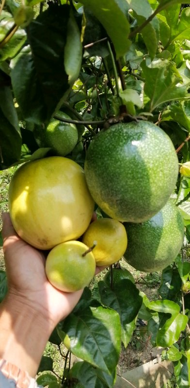 黃金百香果苗 果樹(shù)苗種植基地直銷 百香果苗批發(fā)