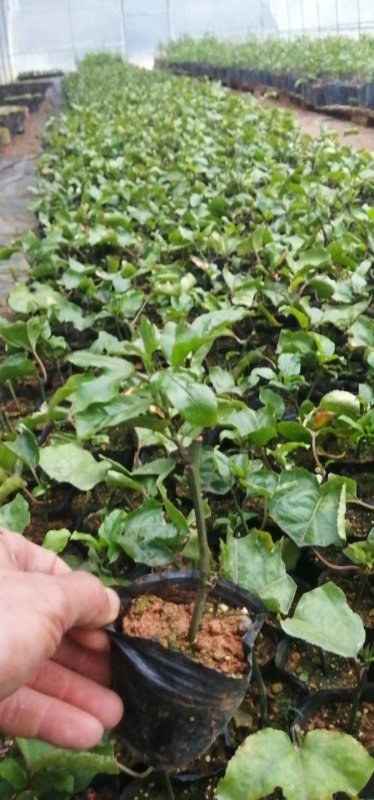 黃金百香果苗 果樹(shù)苗種植基地直銷 百香果苗批發(fā)