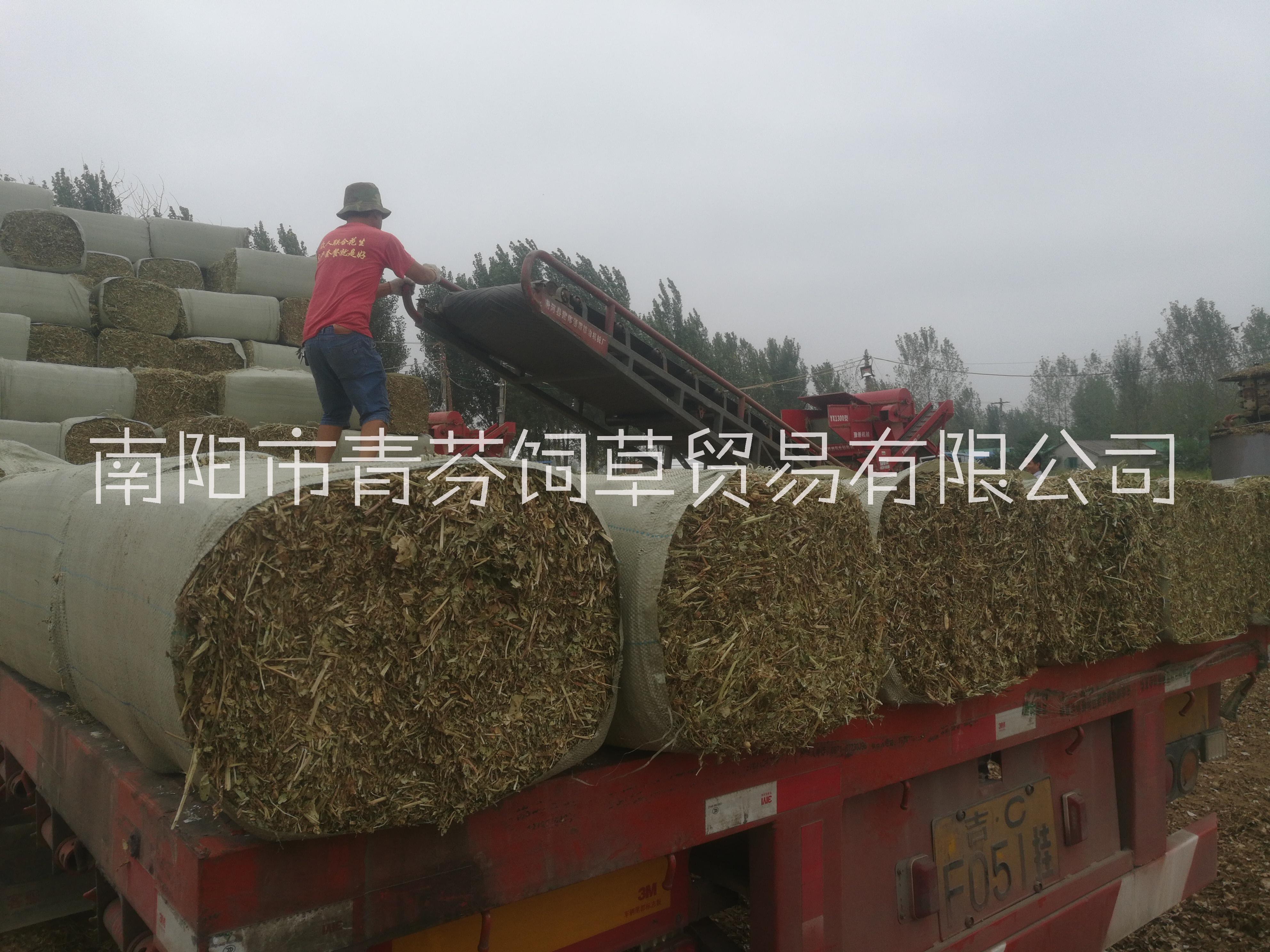 河南南陽飼料原料花生藤蔓種植基地直銷價格