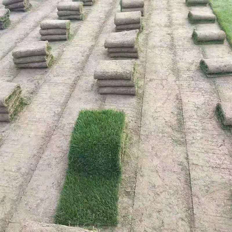 廣東馬尼拉草 溝葉結縷草 馬尼拉草皮哪里好 廣西馬尼拉草