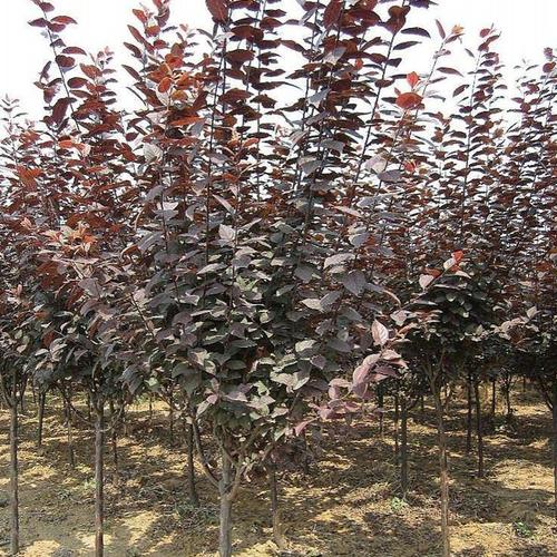 泰安市紅葉李苗批發(fā)基地-直銷-大量出售