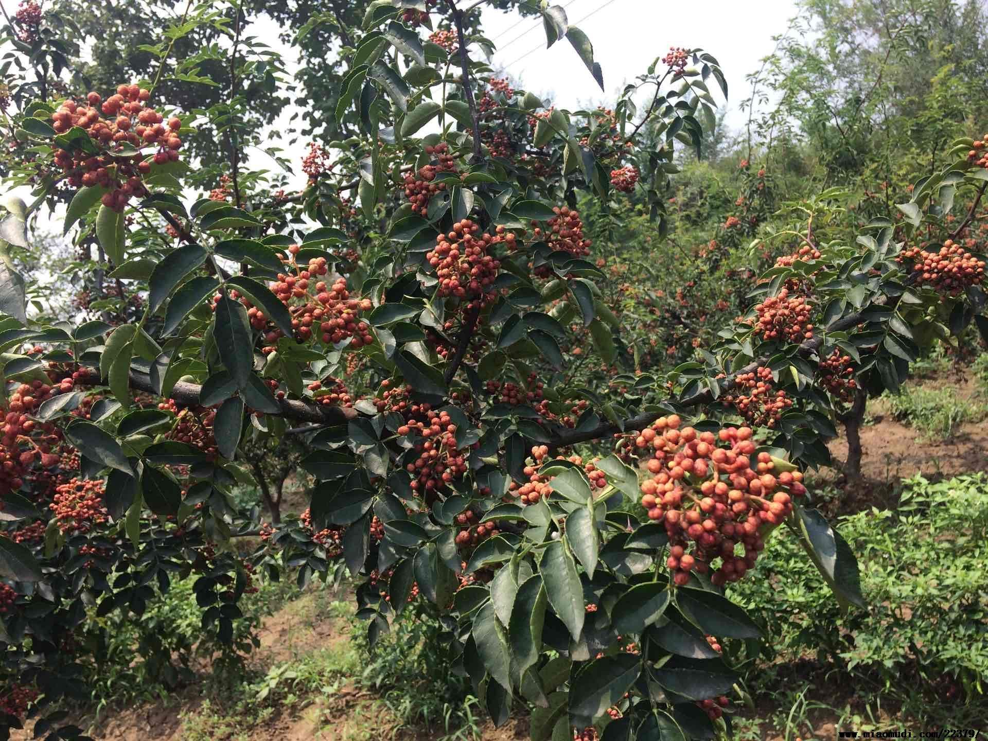 泰安市長(zhǎng)期供應(yīng)獅子頭花椒苗-基地-批發(fā)-出售