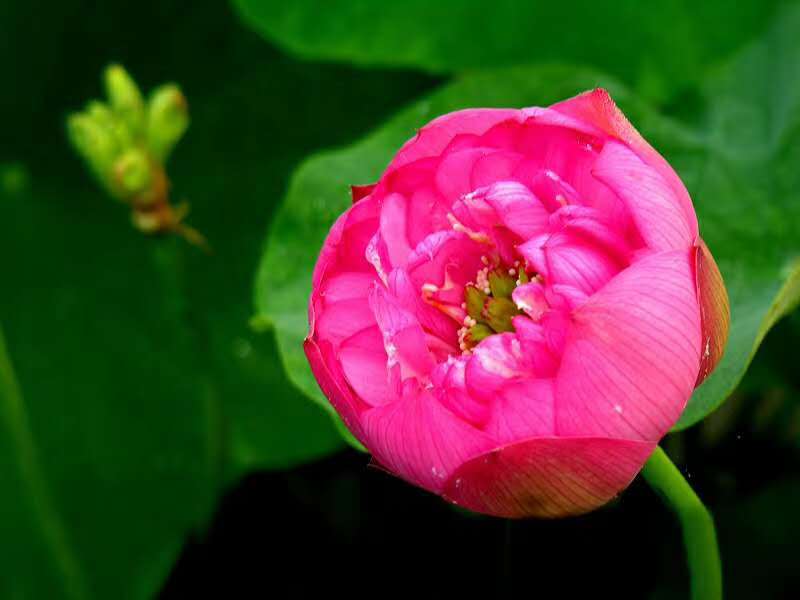 荷花苗_荷花種苗、蘆葦苗批發(fā)價(jià)格低_荷花種植方法  專業(yè)荷花種植多少錢