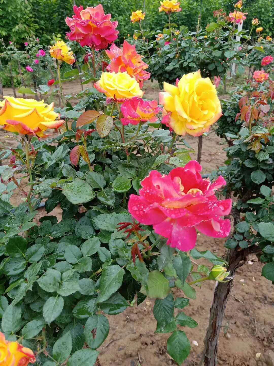 月季種植基地、批發(fā)、價錢【西峽縣幸林種苗專業(yè)合作社】