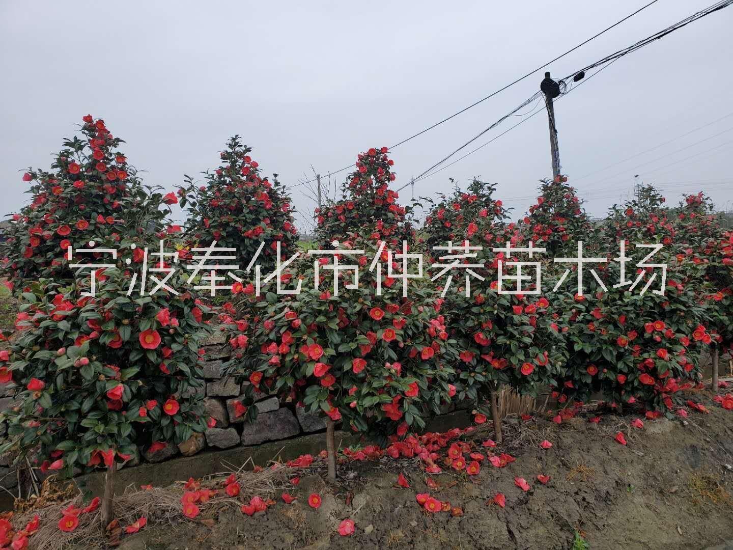四川茶花種植基地、價格、報價