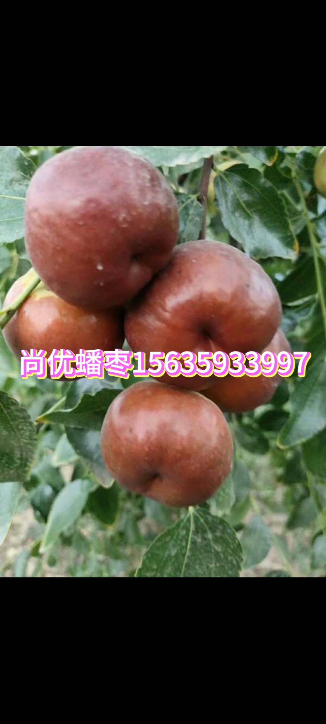 基地直銷 果樹(shù)苗木 蟠棗樹(shù)苗供應(yīng) 新疆金脆蟠棗苗批發(fā)價(jià)格 棗樹(shù)苗價(jià)格