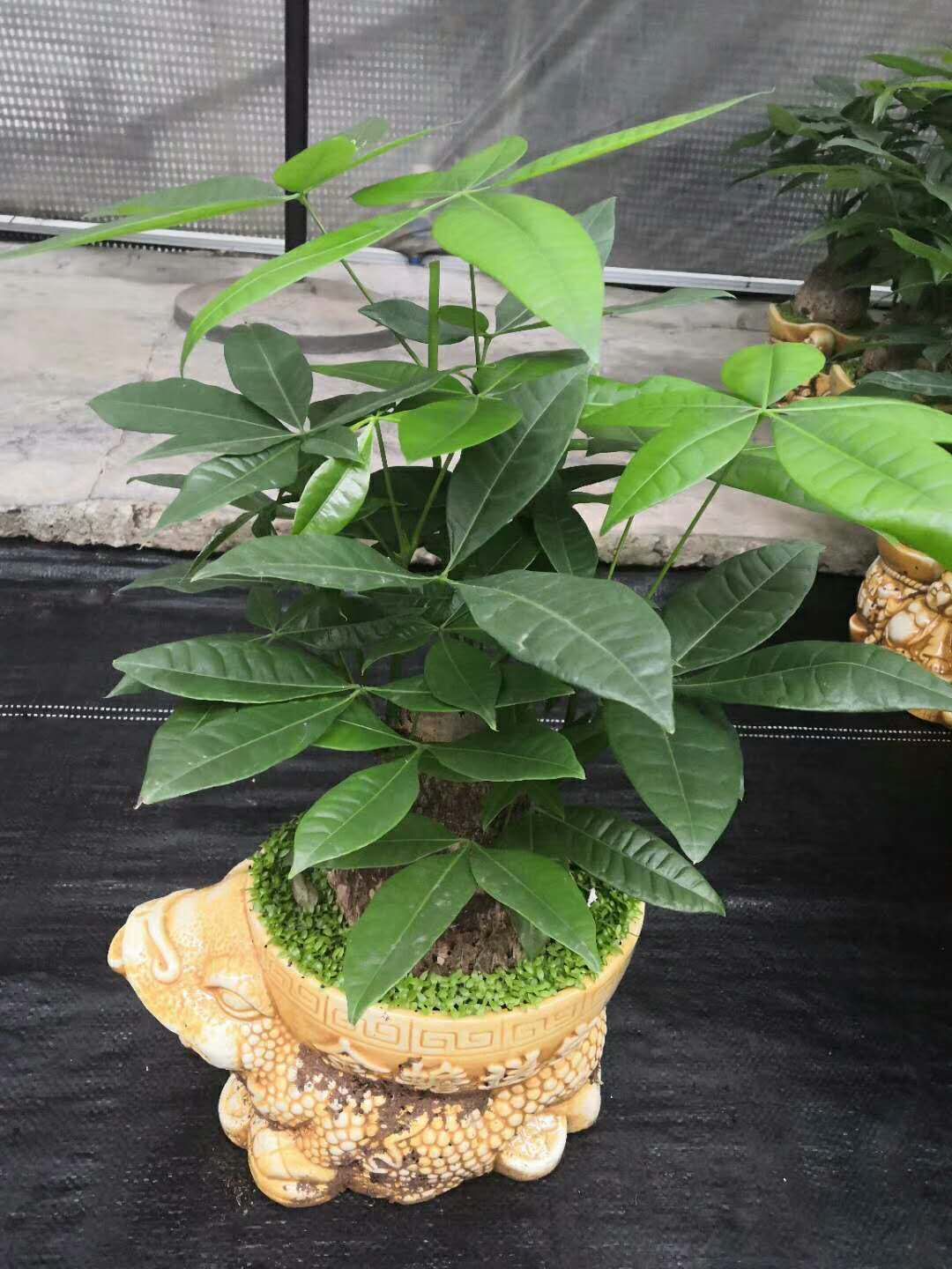山東發(fā)財樹盆栽批發(fā)_種植批發(fā)基地-_盆栽_泰*財樹小盆栽批發(fā)基地