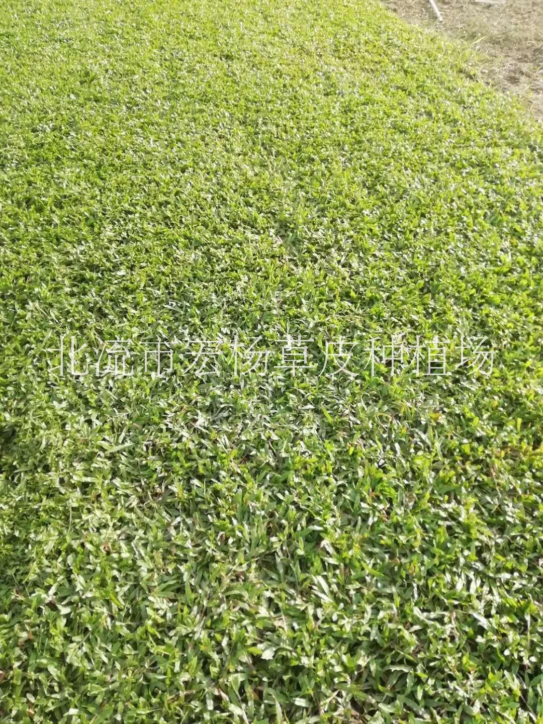 玉林市大葉油草-批發(fā)-大油葉草種植基地