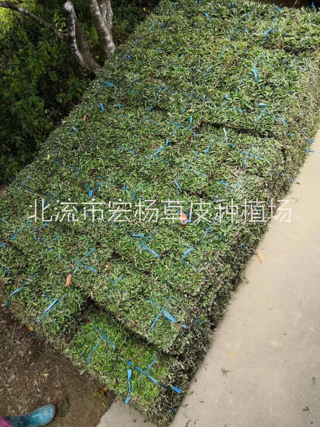 玉林市大葉油草-批發(fā)-大油葉草種植基地
