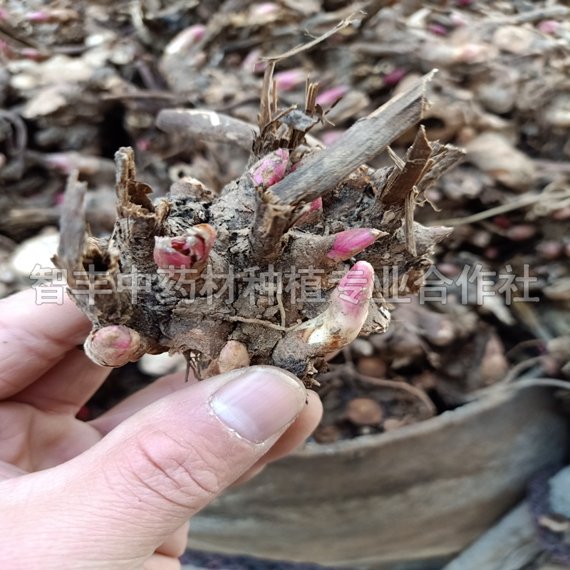 玉林芍藥苗種植密度苗的種植時間、芍藥種子【智豐中藥材種植專業(yè)合作社】
